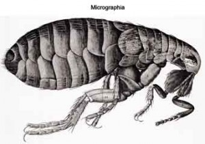 Micrographia
