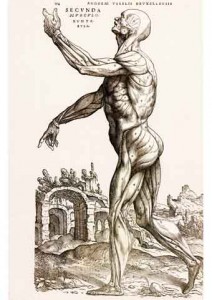 Vesalius-Human-Body