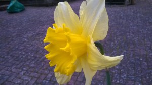WP_20160424_001